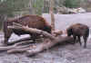 skansen13.JPG (51631 Byte)