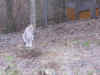 skansen14.JPG (34643 Byte)