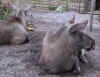 skansen15.JPG (65107 Byte)