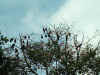 Im001320.jpg (71001 Byte)