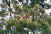 flyingfoxes2.JPG (62297 Byte)