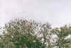 flyingfoxes.JPG (59201 Byte)