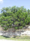 Resize of Rotation of IMG_2969.JPG (100766 Byte)