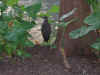 Resize of IMG_2900.JPG (72215 Byte)