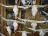 Resize of IMG_2922.JPG (69438 Byte)