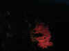 Resize of IMG_1747.JPG (34299 Byte)
