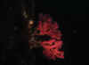 Resize of IMG_1748.JPG (46720 Byte)