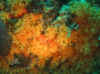 Resize of IMG_1797.JPG (124013 Byte)