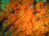 Resize of IMG_1798.JPG (147612 Byte)